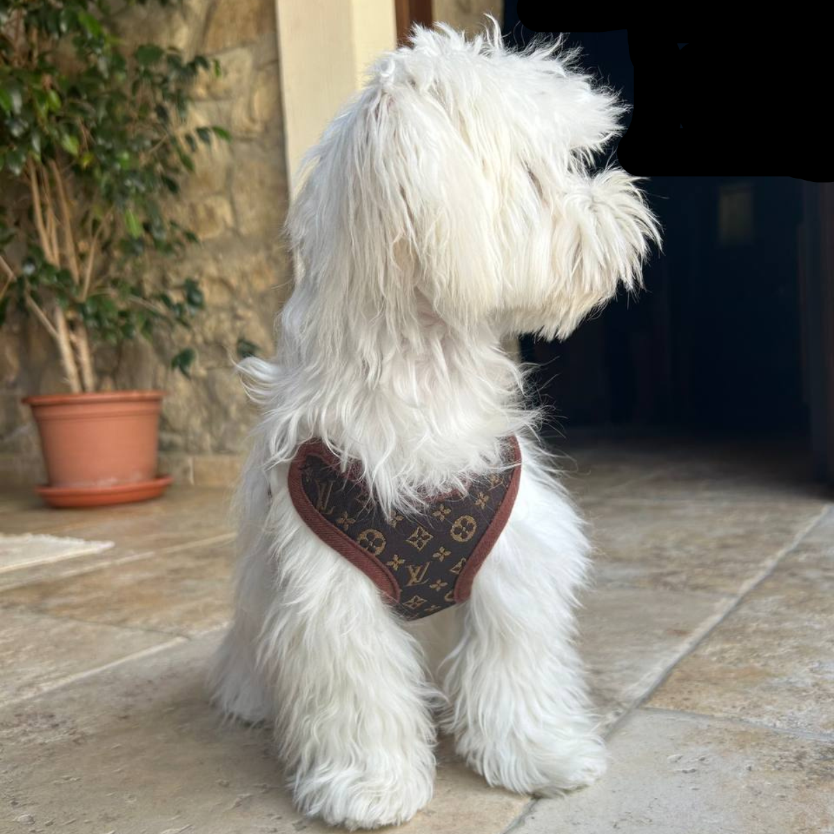 Hundesele og Båndsett med Stil og Komfort 2