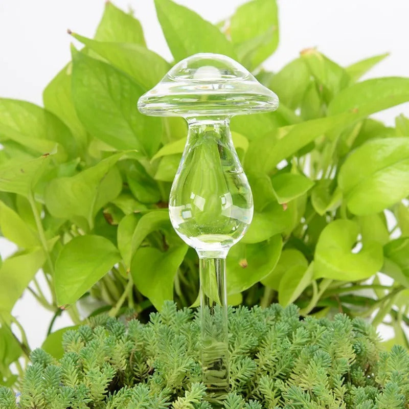 Husplante Automatisk Selvvannende Glass