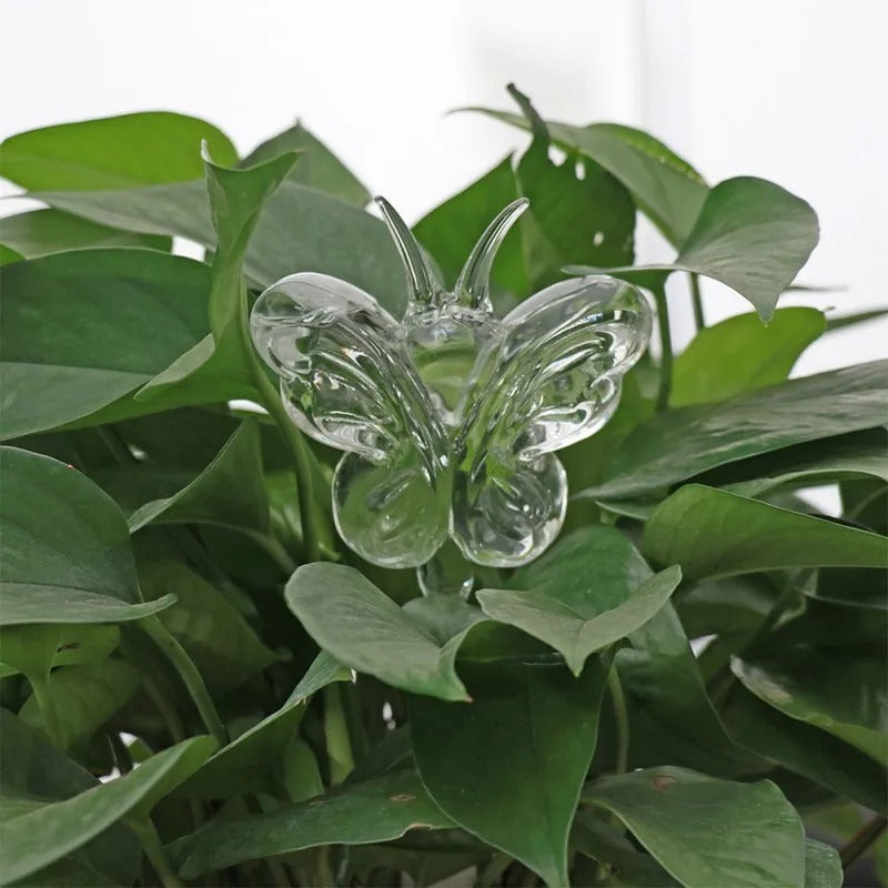 Husplante Automatisk Selvvannende Glass