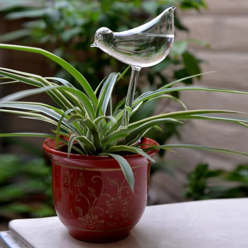 Husplante Automatisk Selvvannende Glass