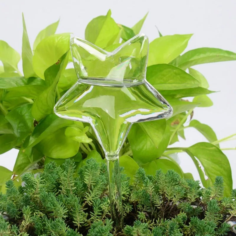 Husplante Automatisk Selvvannende Glass