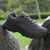 Loafers i semsket skinn for menn