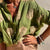 Dame Bluse Trendy Smigrende Passform Polyester-Bomullsblanding 4