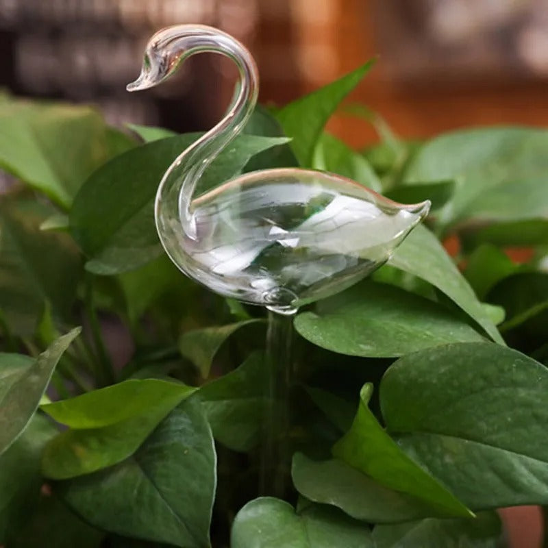 Husplante Automatisk Selvvannende Glass