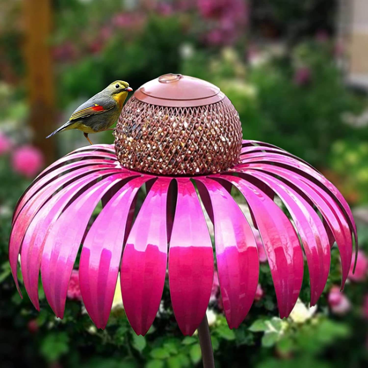 Coneflower Fuglemater