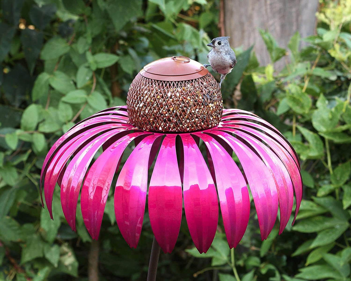Coneflower Fuglemater