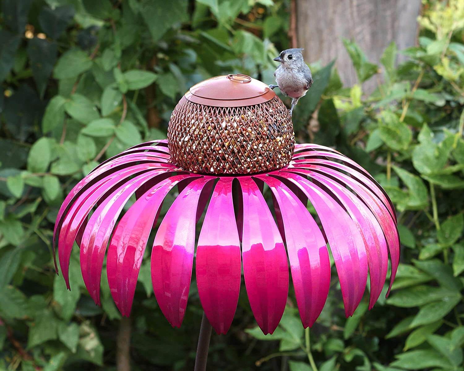 Coneflower Fuglemater